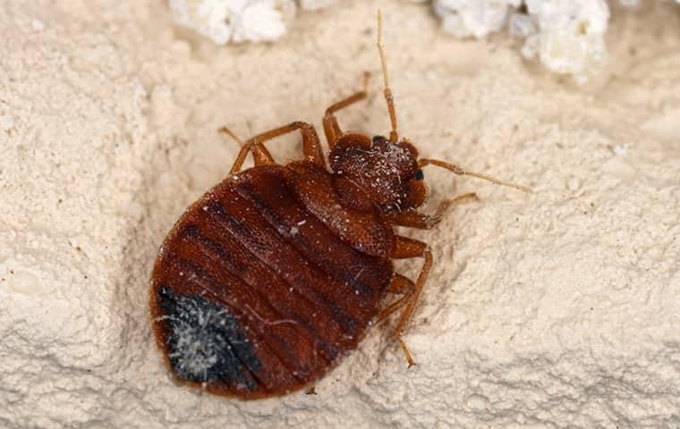 bed bug on the ground