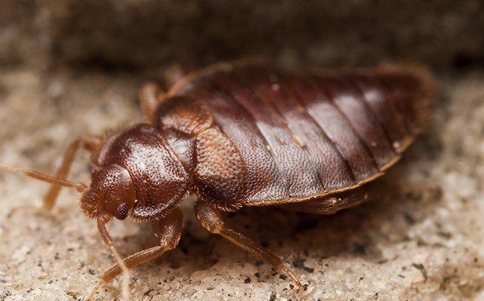 a bed bug crawling in a bed room