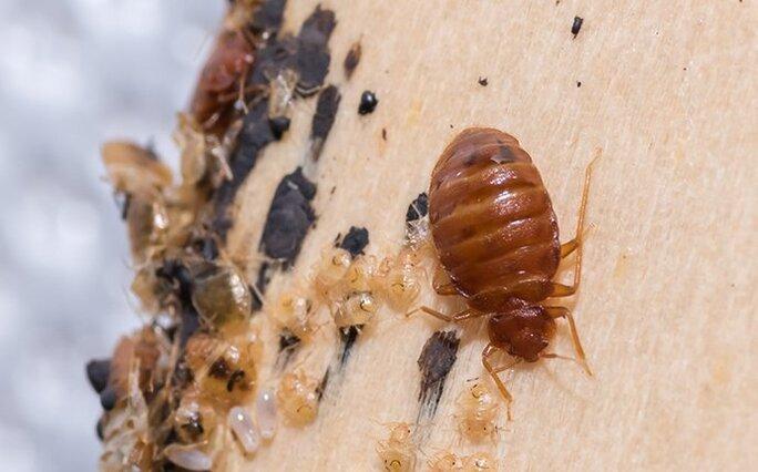 a bed bug crawling on a boxspeing covered in larva