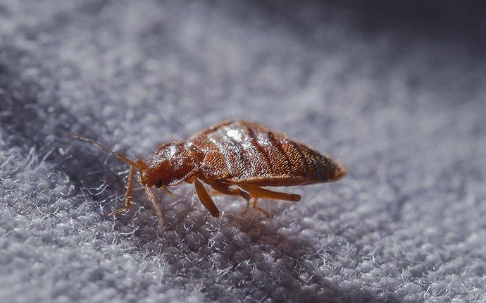 a bed bug crawling on sheets at night