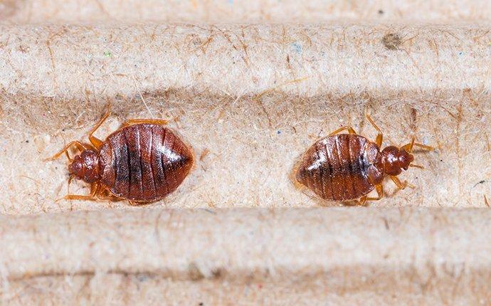 bed bugs on a headboard