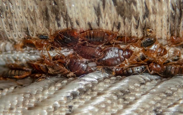 bed bug infestation on mattress