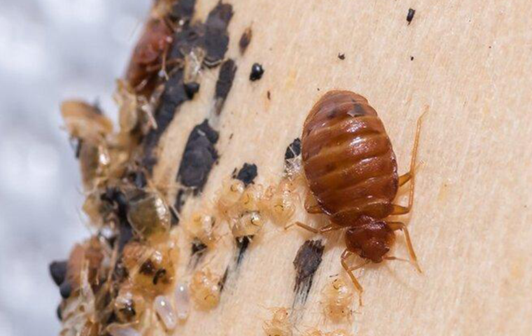 a bed bug crawling on a boxspeing covered in larva