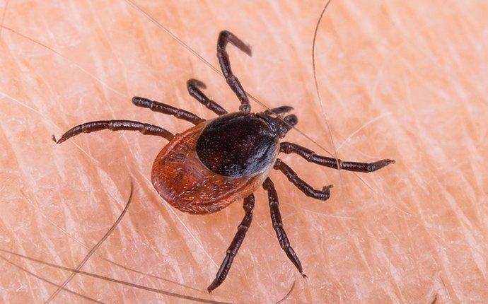 black legged tick on skin