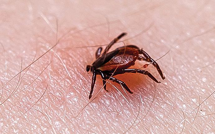 a tick biting a person in aiken sc