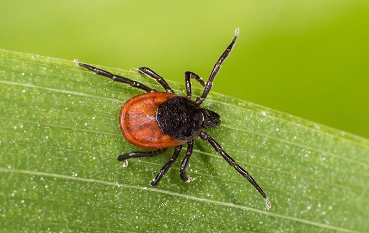 Tick are an incredibly difficult pest for North Augusta residents and pets.