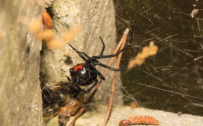 a black widow spider on a web