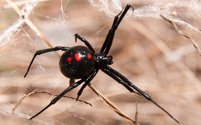 a black widow spider in its web