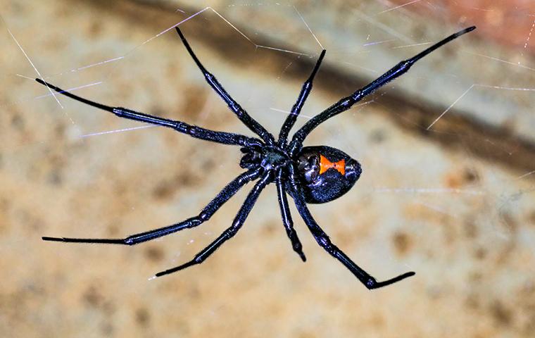black widow spider in web aiken