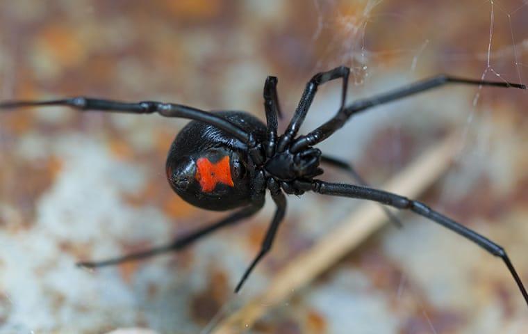 black widow spider in web