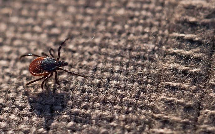 blacklegged tick on brown fabric