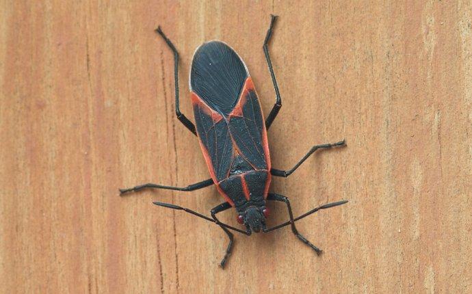 a box elder bug crawling on house siding