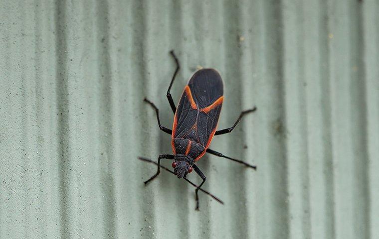 boxelder bug on wall