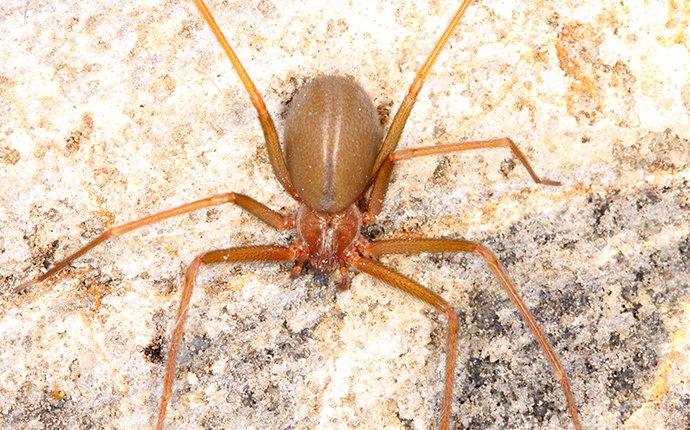 a brown recluse spider crawling in a basement