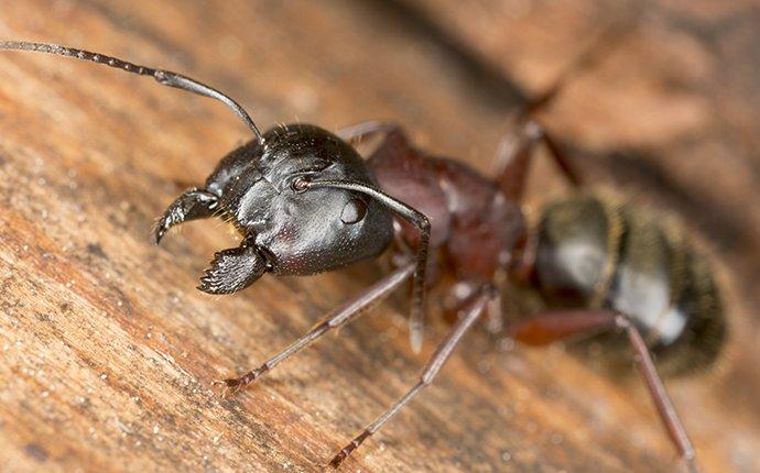 carpenter ant crawling on a wooden table