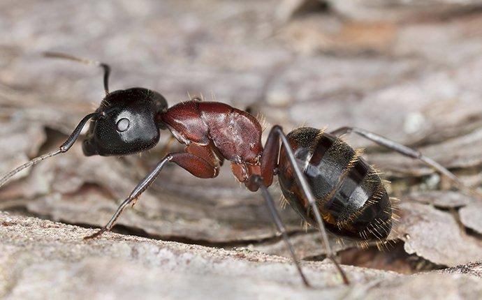 carpenter ant crawling on wood in a home