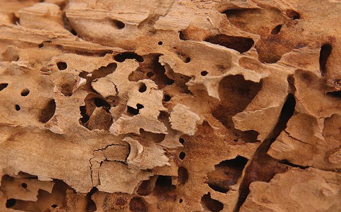 Carpenter Ants Vs Termites Damage