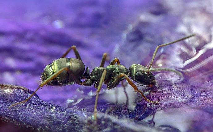 a carpenter ant in a flower garden