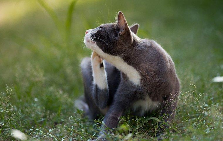 a cat sitting on grass and scratching from fleas