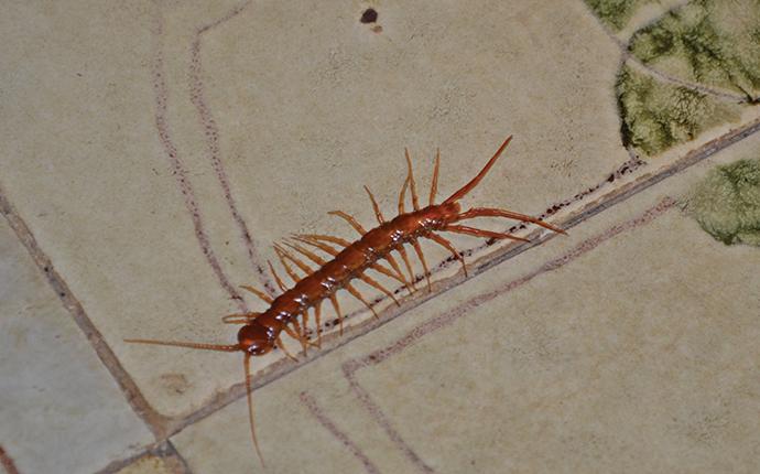 a centipede on a tiled kitchen floor