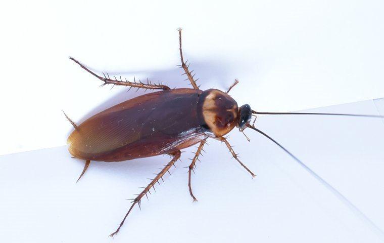 a close up of an american cockroach