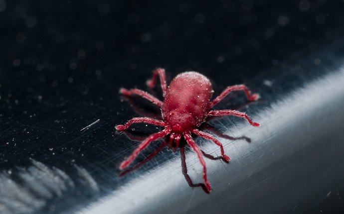 a clover mite crawling on a kitchen surface