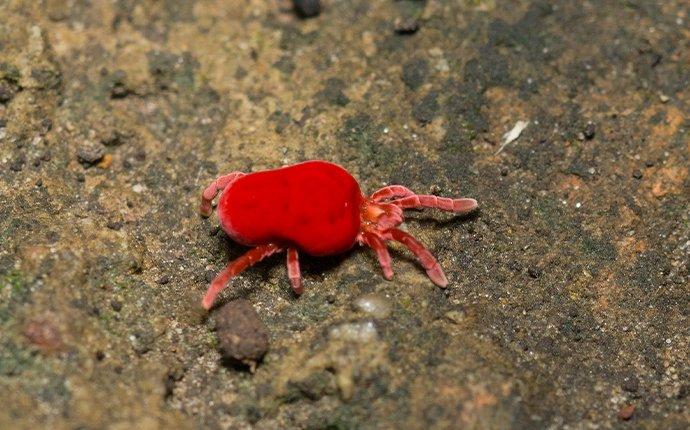 clover mite crawling inside a home