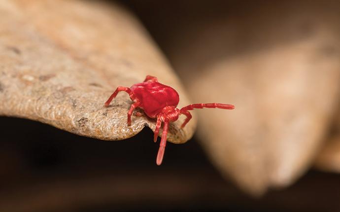 a tiny clover mite on a brown leaf