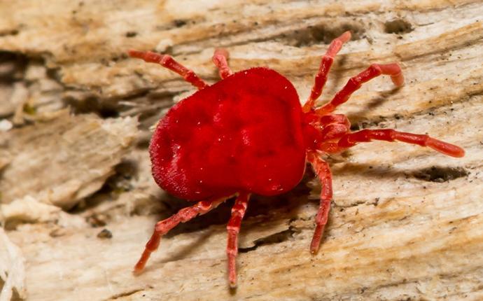 Red Mites