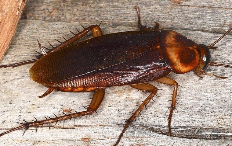 a cockroach crawling on a kitchen floor