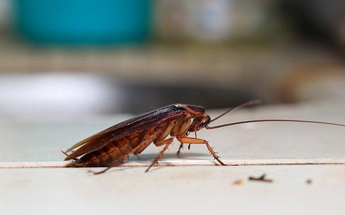 a cockroach crawling in a kitchen