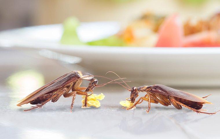 cockroaches eating food in kitchen