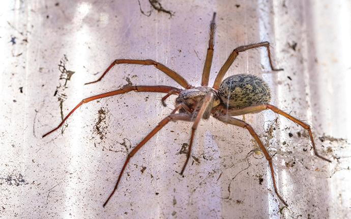 a house spider in a south carolina home