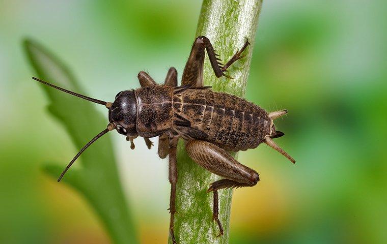 a cricket on a plant