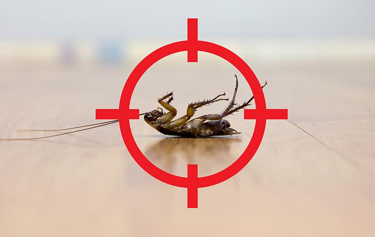 dead roach in crosshairs
