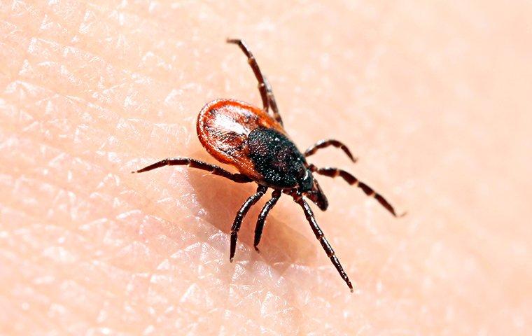 a tick crawling on human skin