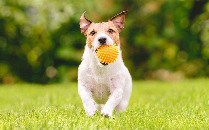 a dog running in the yard