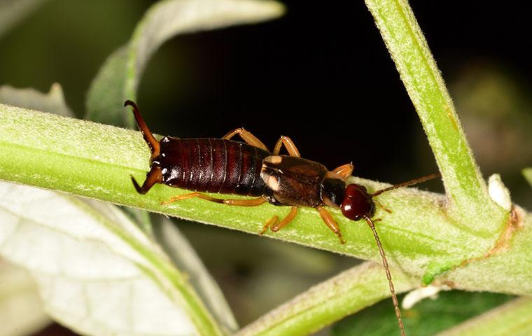 close up of earwig on plant