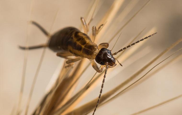 earwig on dead grass