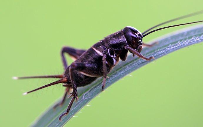 a field cricket on a grass leaf