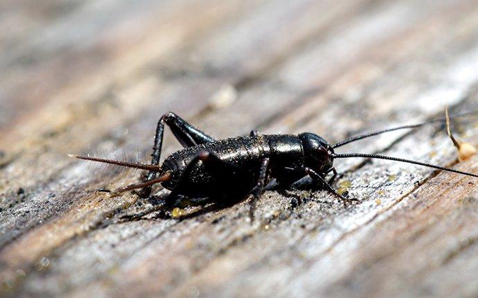 field cricket on picnic table