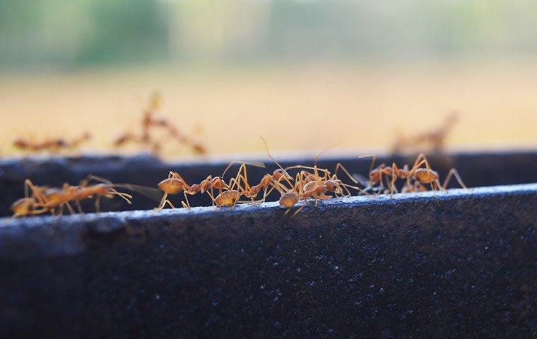 fire ants crawling on bench