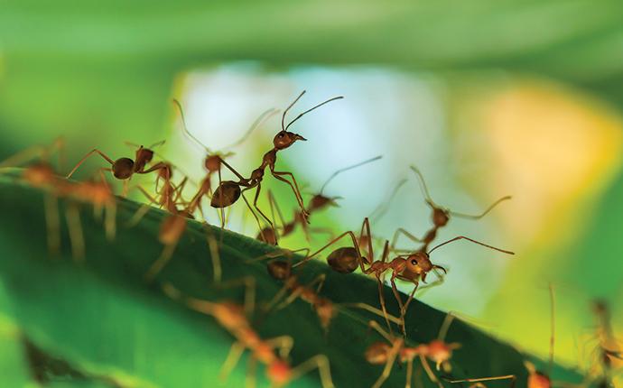 fire ants in the grass on a lawn