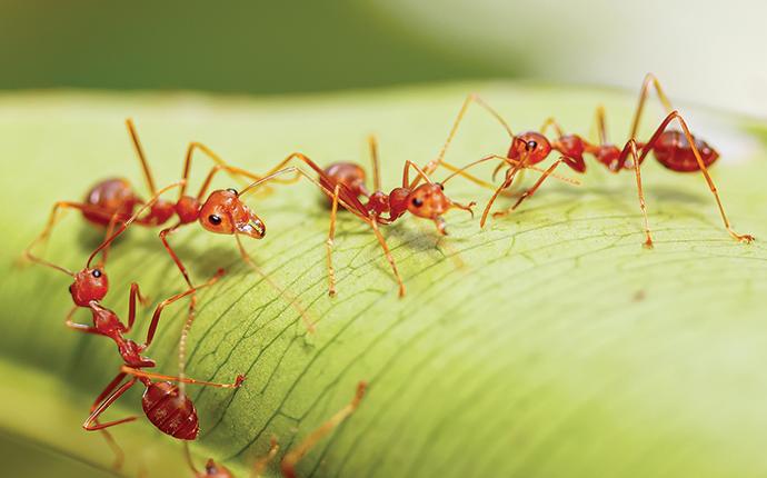 fire ants up close on a leaf