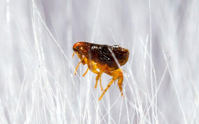 a flea crawling in pet hair