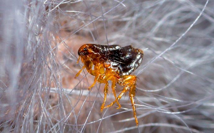 a flea crawling on pet hair