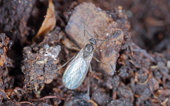 a fungus gnat near a rock in some mulch