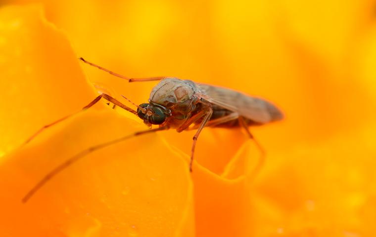 a fungus gnat on a flower