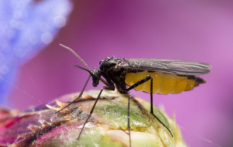 How To Get Rid Of Fungus Gnats In Houseplants Soil