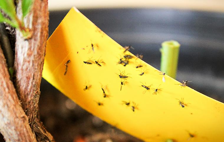 fungus gnats on yellow strip in planter